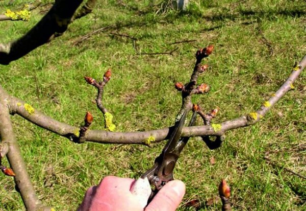 Обрезка деревьев весной видео для начинающих груши 