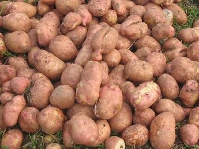 Подготовка картофеля к посадке весной обработка 