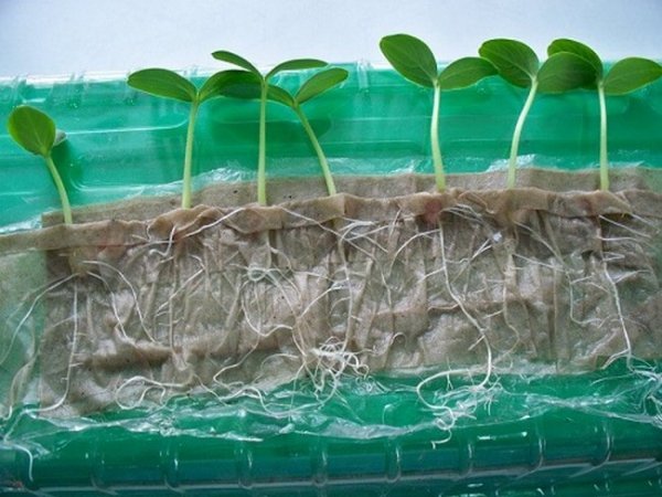 Способ замачивания семян в полиэтиленовых пакетиках 
