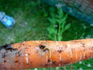 Как бороться с морковной мухой на грядке 