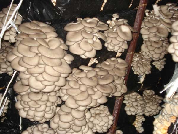 Выращивание грибов в подвале 