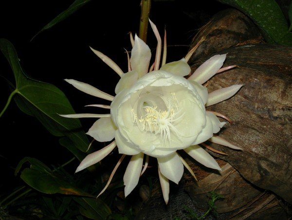 Цветок Кадупул 