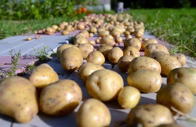 Как быстро выкапывать картошку 