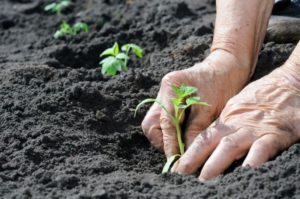 Выращивание картофеля из семян: агротехника посадки и ухода 
