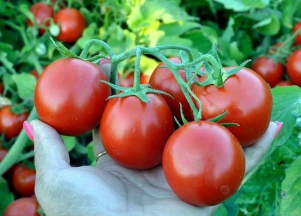 Обработка семян томатов перед посадкой на рассаду 