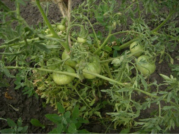 Почему крутятся листья на помидорах что делать 