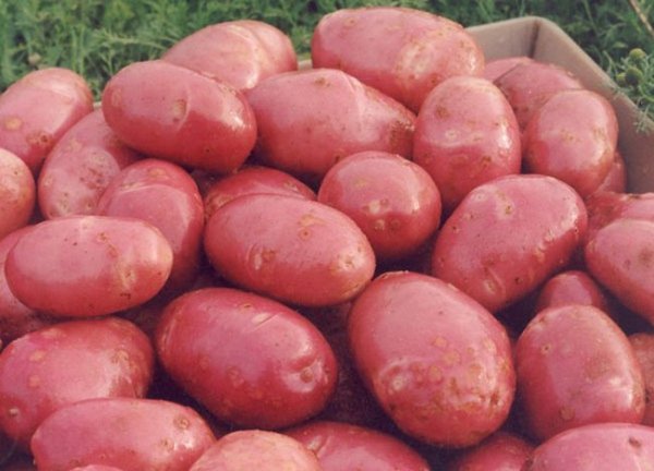 Какие сорта картофеля самые вкусные и урожайные 
