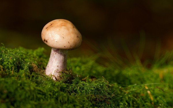 Как сохранить грибы свежими? 