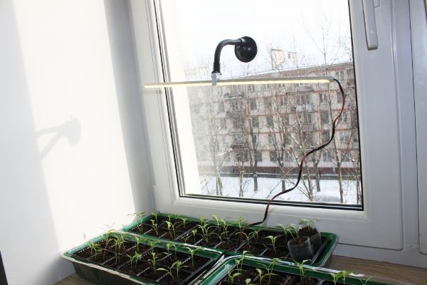 Как вырастить помидоры на окне (подоконнике) 