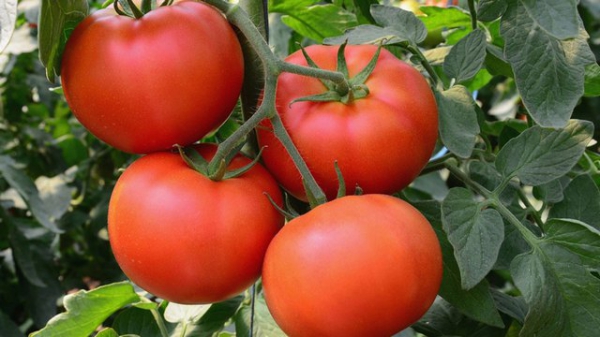Когда сеять помидоры на рассаду. Как сажать томаты в домашних условиях? 