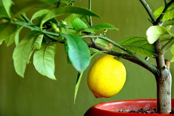 Лимонное дерево уход в домашних условиях 
