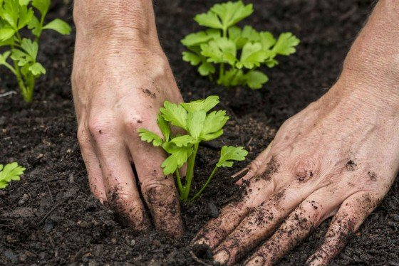 Как вырастить корневой сельдерей: от рассады до открытого грунта 