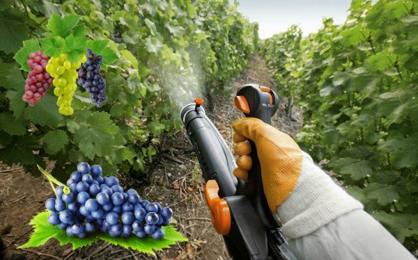 Как ухаживать за виноградом весной 