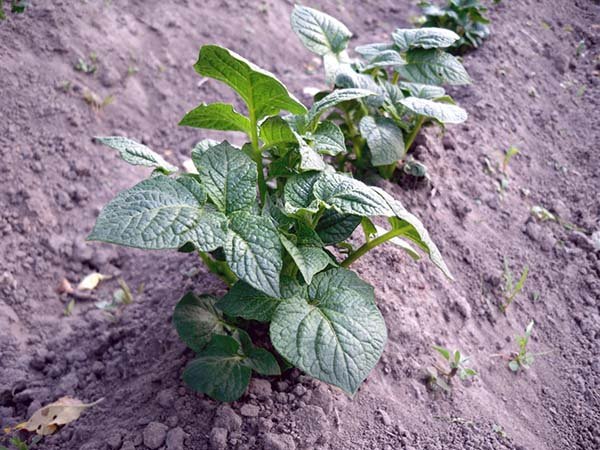 Выращивание картофеля из семян: агротехника посадки и ухода 