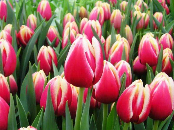 Выгонка тюльпанов в домашних условиях к 8 марта 