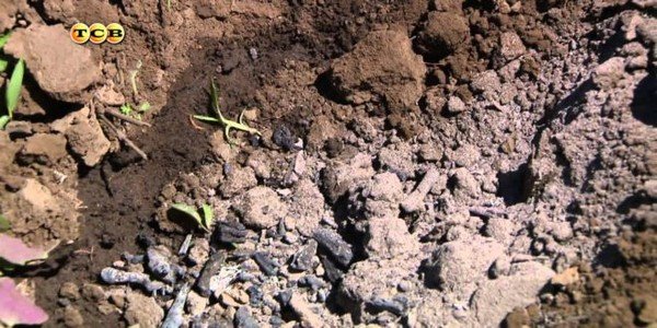 Момордика выращивание из семян 