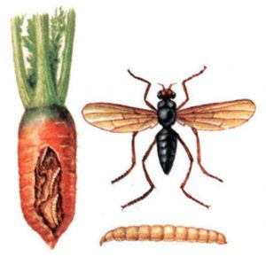 Как бороться с морковной мухой на грядке 