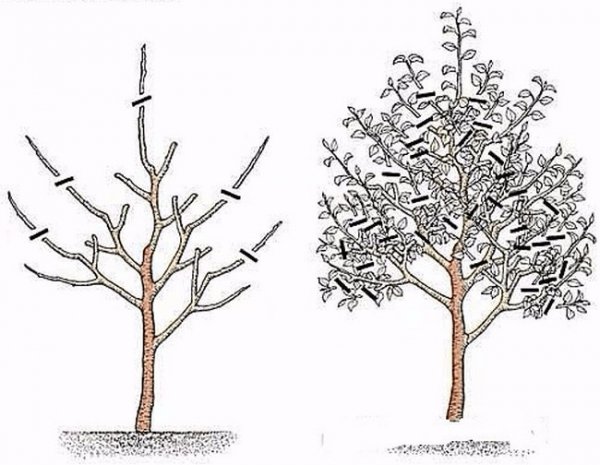 Обрезка деревьев когда лучше осенью или весной 