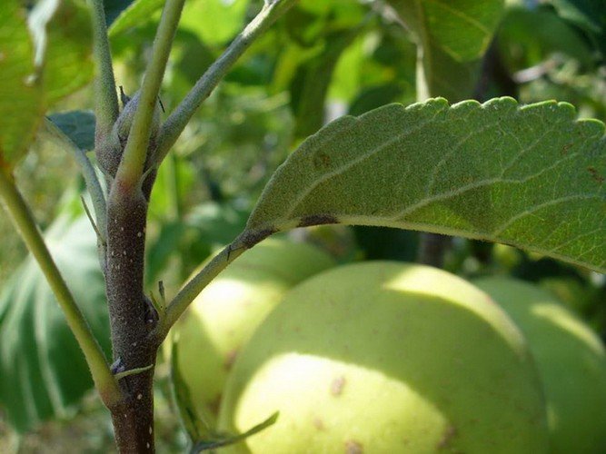 Чем обработать яблони от парши осенью 