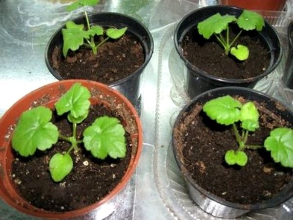 Пеларгония Ампельная выращивание и уход в домашних условиях 