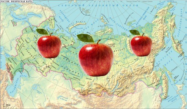 Весенний уход за яблоней 