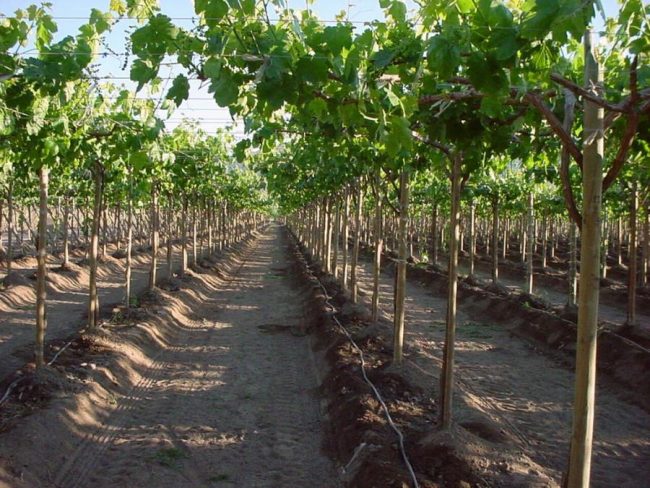 Виноград выращивание и уход в средней полосе 
