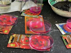 Подготовка семян томатов к посеву на рассаду 