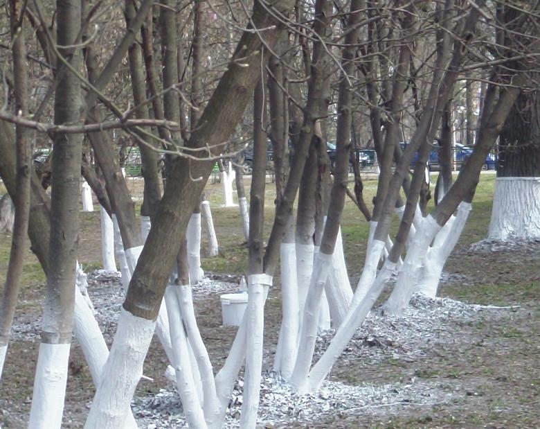 Как белить деревья известью весной 