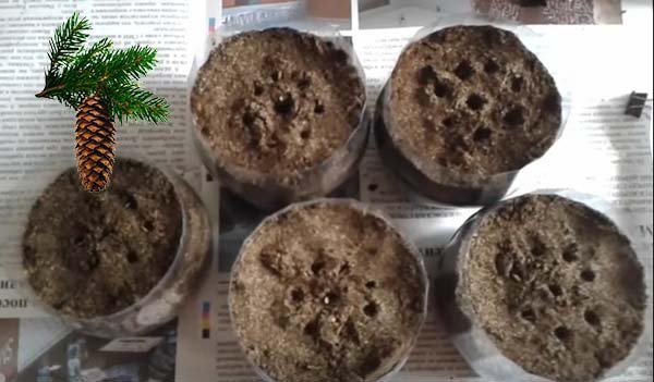 Как размножить ель черенками и вырастить из семян в домашних условиях 