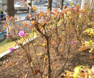 Уход за рододендронами осенью и подготовка к зиме 