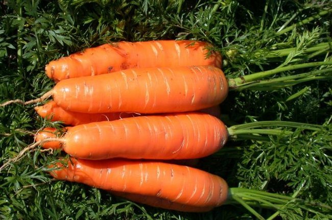 Сорта моркови устойчивые к морковной мухе 