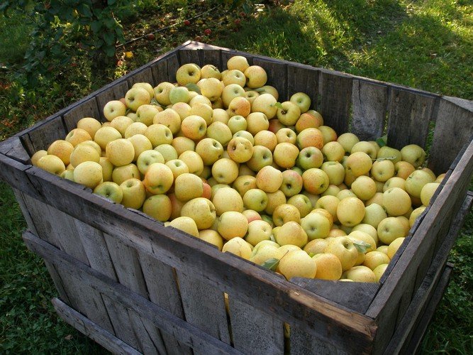 Как сохранить яблоки на зиму в погребе? 