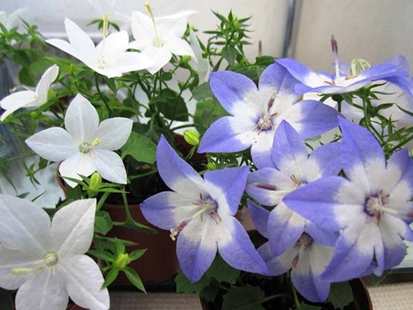 Комнатные вьющиеся растения и цветы для домашнего выращивания: названия и описания 