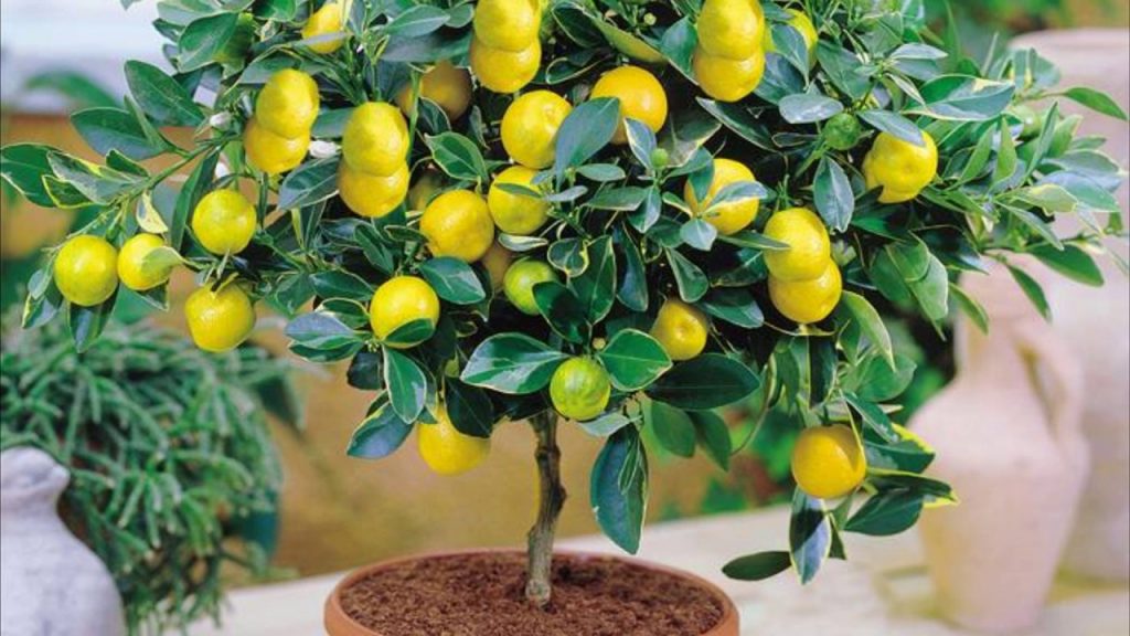 Лимонное дерево уход в домашних условиях