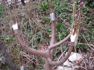 Уход за персиком весной: основные манипуляции 