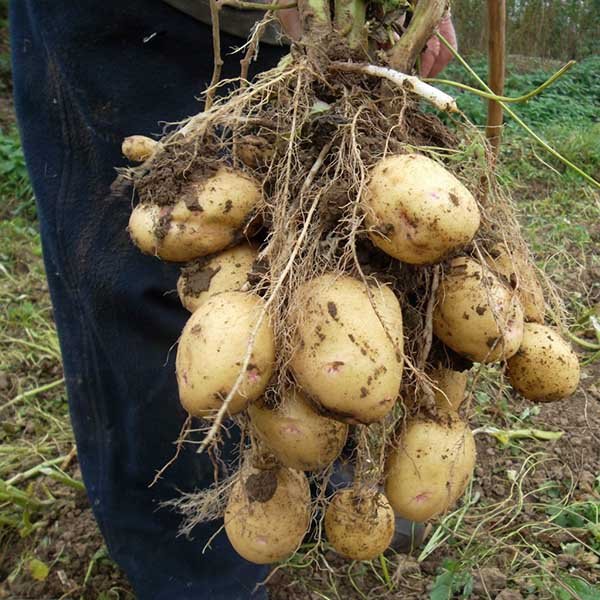 Посадка и выращивание картофеля по голландской технологии