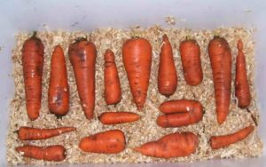 Как сохранить морковь на зиму 