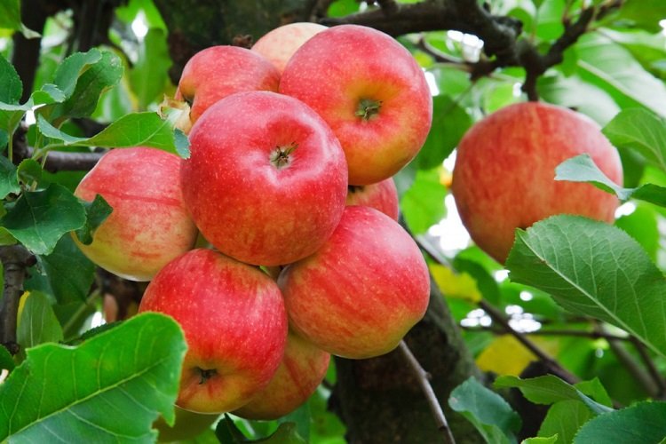 Как посадить саженец яблони весной 