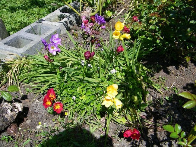 Фрезия цветок - посадка и уход в домашних условиях с фото и видео 