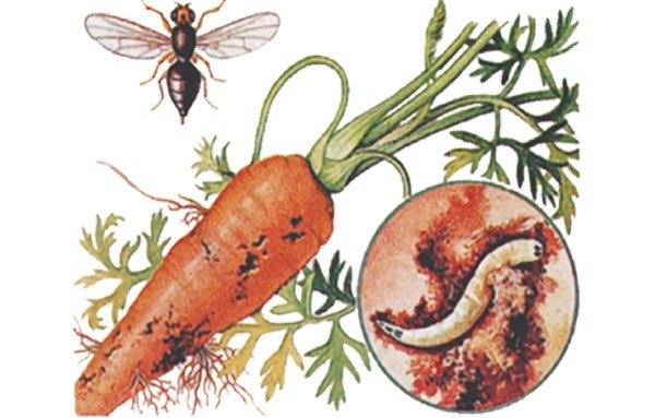 Как бороться с морковной мухой на грядке