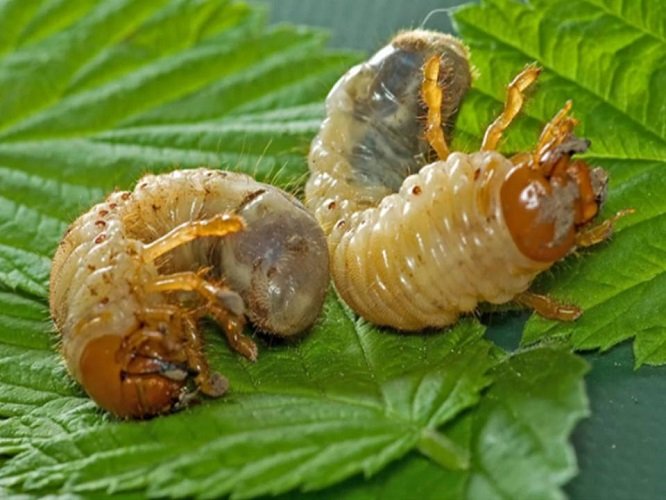 Личинки майского жука вред или польза 