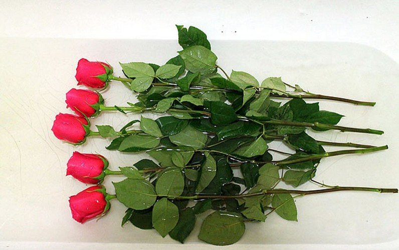 Как дольше сохранить срезанные розы в воде? 