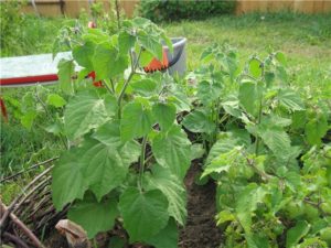 Выращивание съедобного физалиса: посадка на рассаду, уход в открытом грунте до урожая 