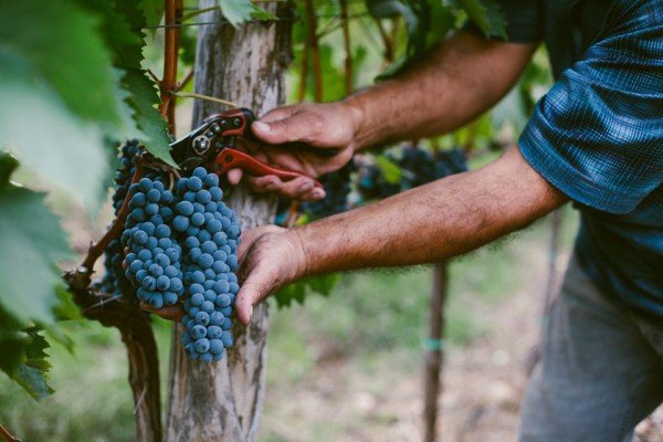 Как ухаживать за виноградом весной