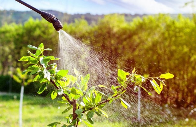 Борная кислота применение в саду и огороде 