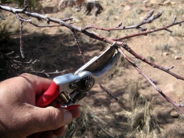 Обрезка деревьев весной видео для начинающих абрикосы 
