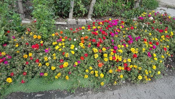 Почвопокровные многолетние растения: каталог названий цветов 
