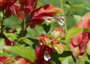 Белопероне: все о уходе за цветком в домашних условиях, посадке и размножении 