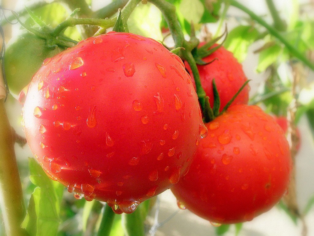 Посев томатов в улитку Юлия Миняева 