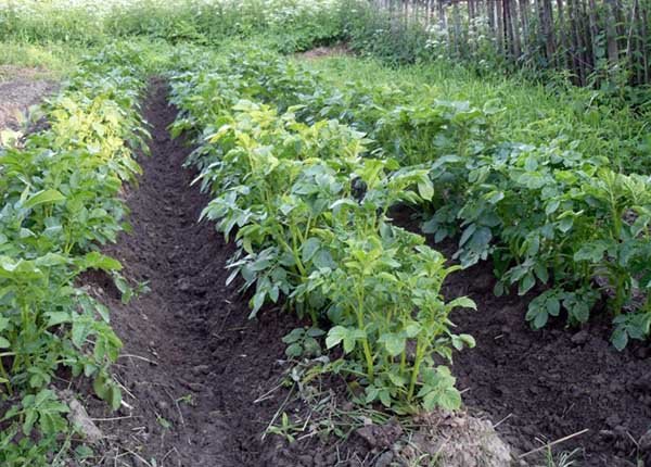 Посадка и выращивание картофеля по голландской технологии 
